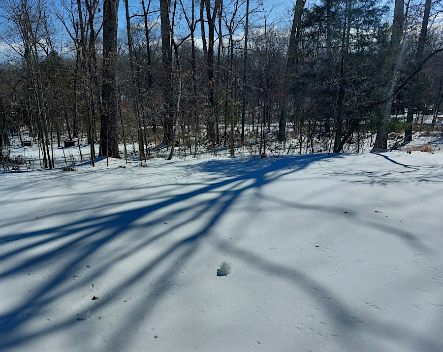 snow blankets the ground, making it harder for birds to find food
