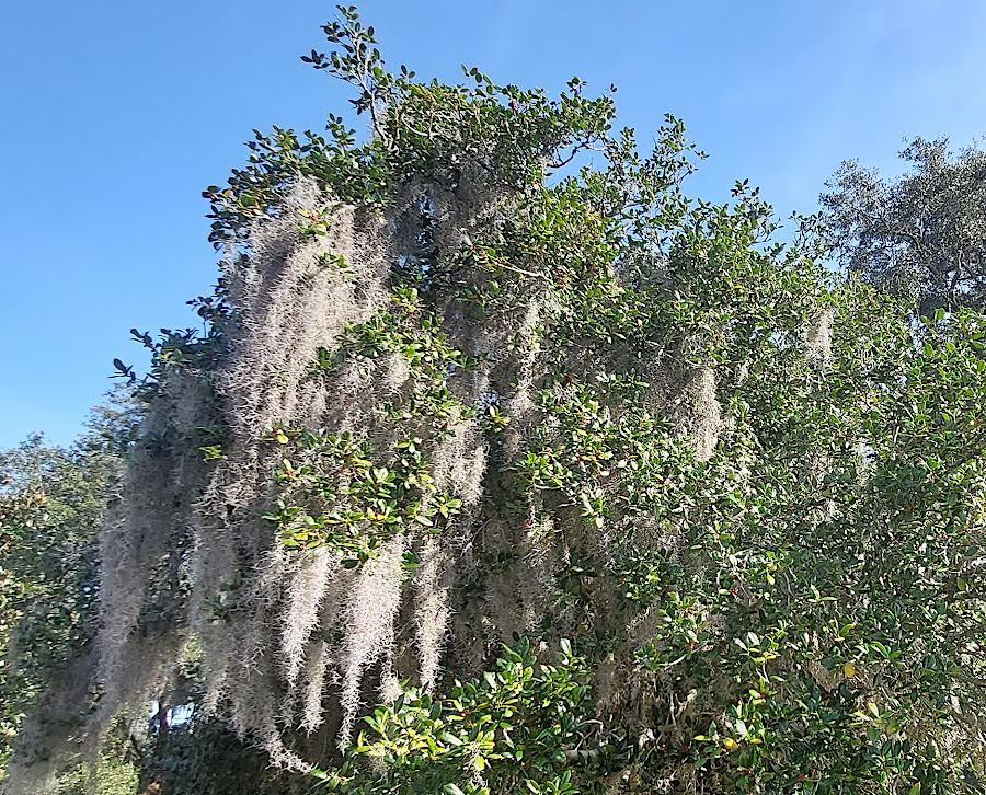 a warmer climate will allow Spanish moss (Tillandsia usneoides) to expand its current range further north towards the Maryland border