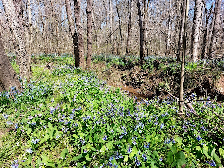 the Blubell Festival is scheduled in early April at Merrimac Farm Wildlife Management Area, and two weeks later all the flowers are gone