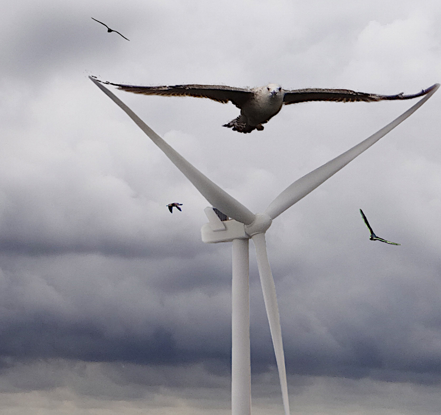 the taller wind towers could affect the risk of bird strikes, including golden and bald eagles