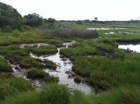 marsh on lagoon side of Assateague Island