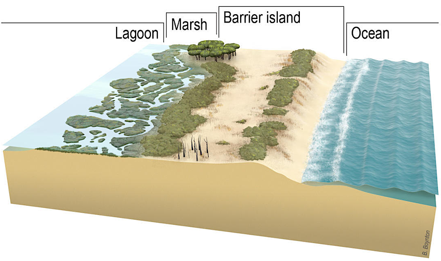 barrier islands move as sand migrates from the ocean side to the lagoon side