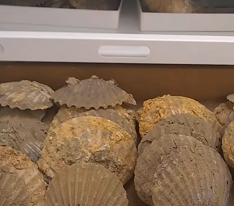 the Virginia Museum of Natural History has drawers filled with the Virginia state fossil, Chesapecten jeffersonius