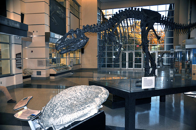dinosaur skeleton at the Virginia Museum of Natural History in Martinsville