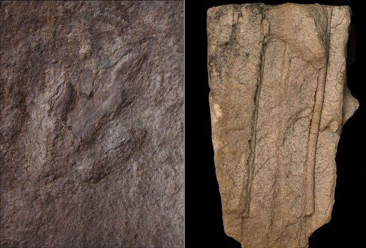trace fossils found in Virginia include dinosaur tracks (left) and tubes that worms excavated in sand about 500 million years ago (right)