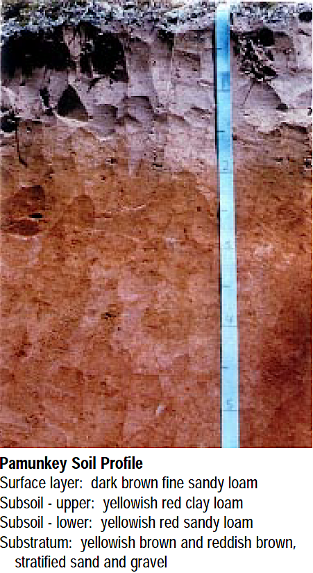 the Pamunkey loam is a highly productive soil for crops such as corn