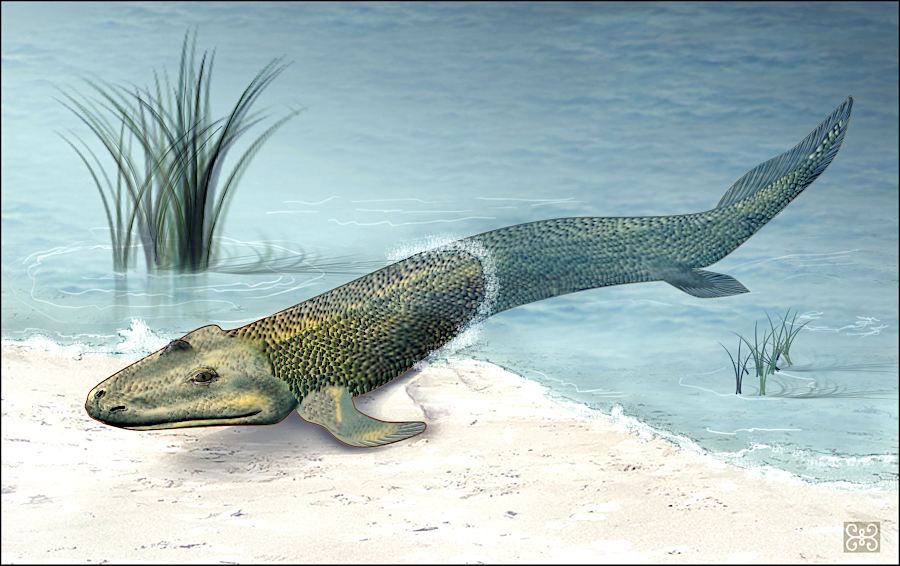 Tiktaalik roseae may have crawled onto land in Virginia 375 million years ago during the Devonian Period, as the Acadian Orogeny was depositing sediments in the Valley and Ridge Province