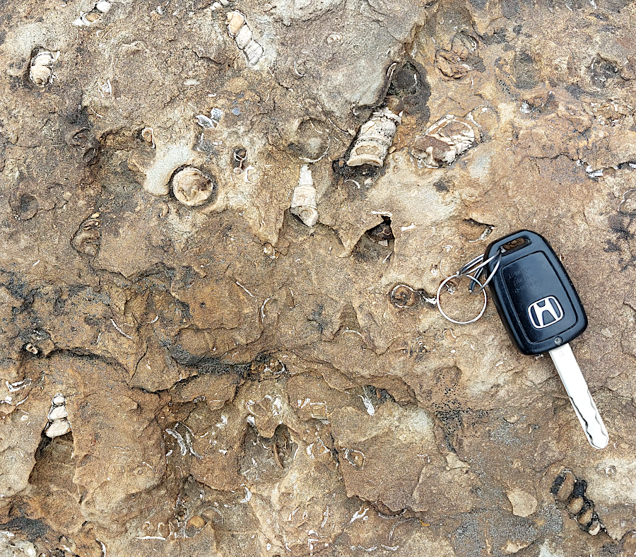 Turitella fossils in Aquia Formation sandstone at the Virginia Energy office's rock garden in Charlottesville (car key for scale)