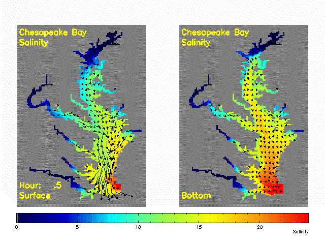 the Chesapeake Bay salinity varies throughout the tidal cycle, as salty seawater interacts with freshwater from rivers (and freshwater floats on the top, so the water at the bottom of the bay is saltier)