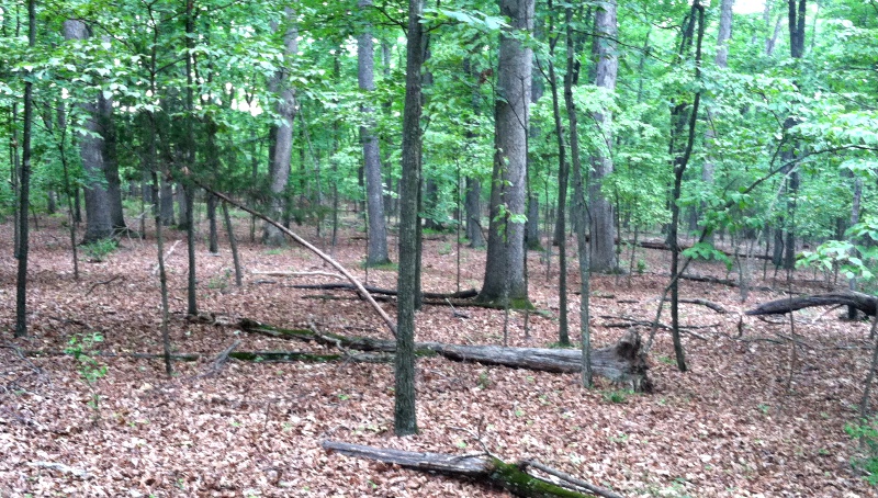 the excess of deer, with no natural predators and protected from hunters at Manassas National Battlefield Park, have consumed all vegetation on the forest floor