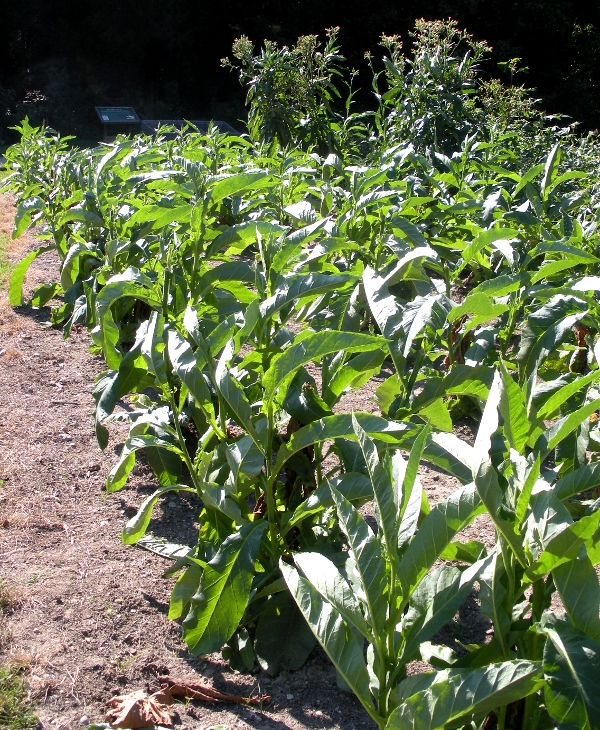 tobacco, topped and untopped with flowers, at Mount Vernon