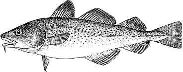 starting 1,000 years ago, Atlantic cod and other fish were the initial reason for European exploration of North America