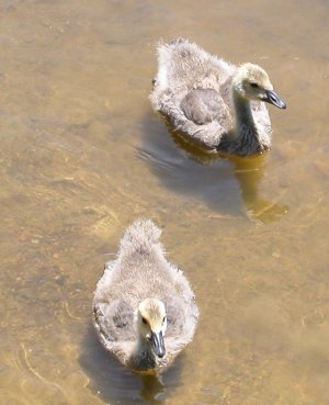 baby geese (goslings) on Pandapas Pond (Giles County)