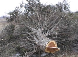cedars were removed to enhance grassland habitat