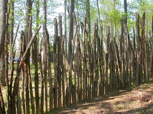 palisade at Henricus reconstruction (note gaps between trees forming wall)