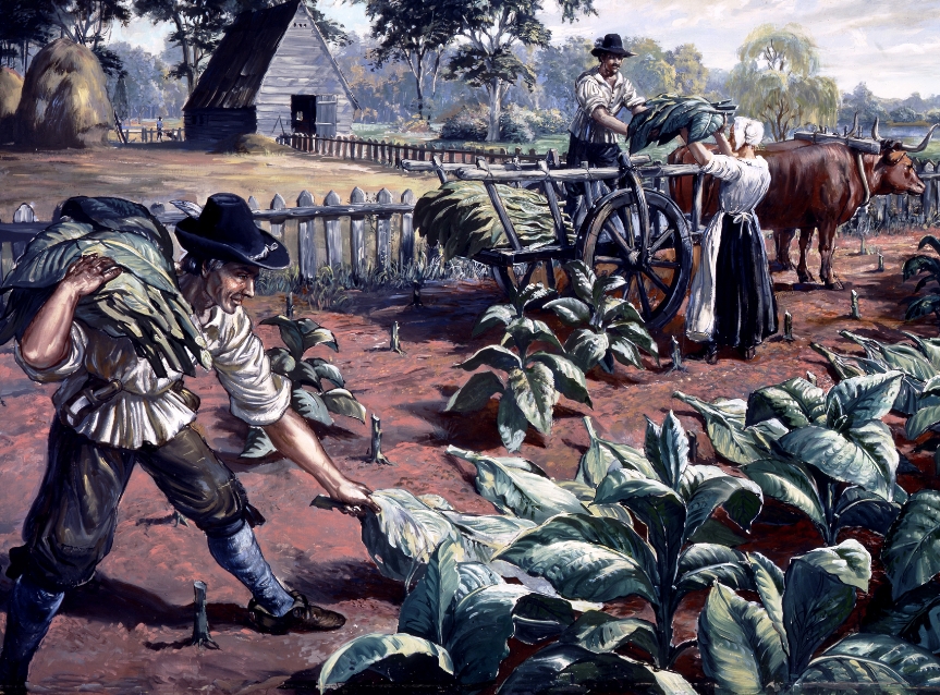 harvesting tobacco leaves on the Peninsula in the 1600's before drying and 