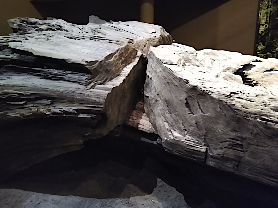 the South Carolina State Museum exhibits a canoe that was almost completely carved from a fallen tree, then abandoned because the wood cracked