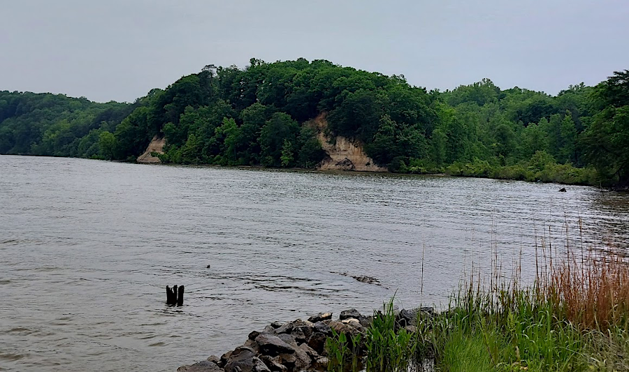 Fones Cliffs from Carters Wharf in 2024, showing erosion from Virginia True land clearing