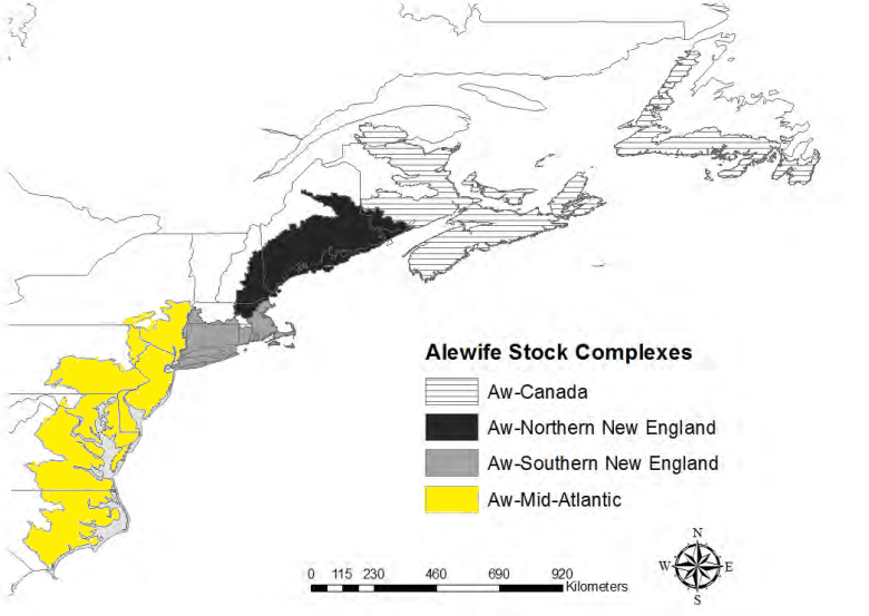 one of the four distinct population segments of alewife on the East Coast swims in Virginia waters