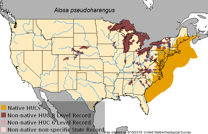 fisheries managers have extended the distribution of alewife (Alosa pseudoharengus) to exclusively freshwater streams and lakes (HUC=hydrologic unit code)