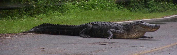 the range of alligators could expand north into Virginia, if climate change results in warmer winter temperatures