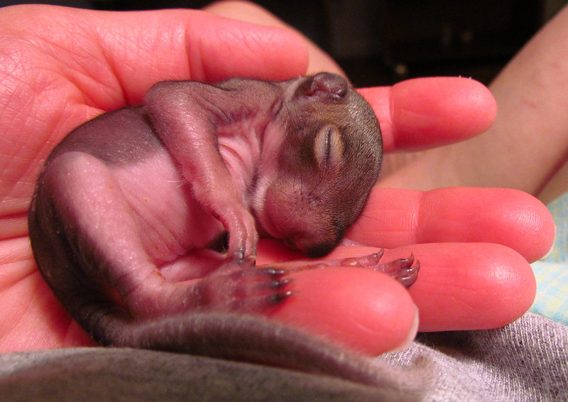 wildlife rehabilitators deal with a surge of baby squirrels that fall out of nests each year