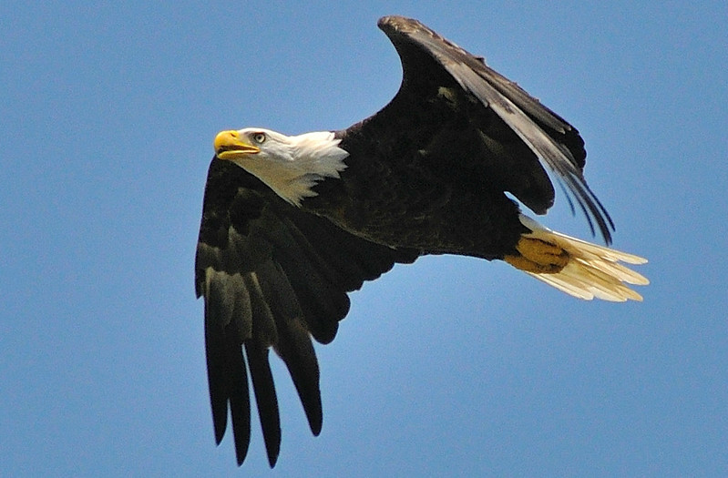 bald eagles have a white head and tail; golden eagles do not