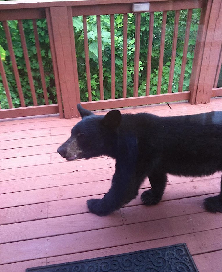 the expanding black bear population has expanded their range into suburbia