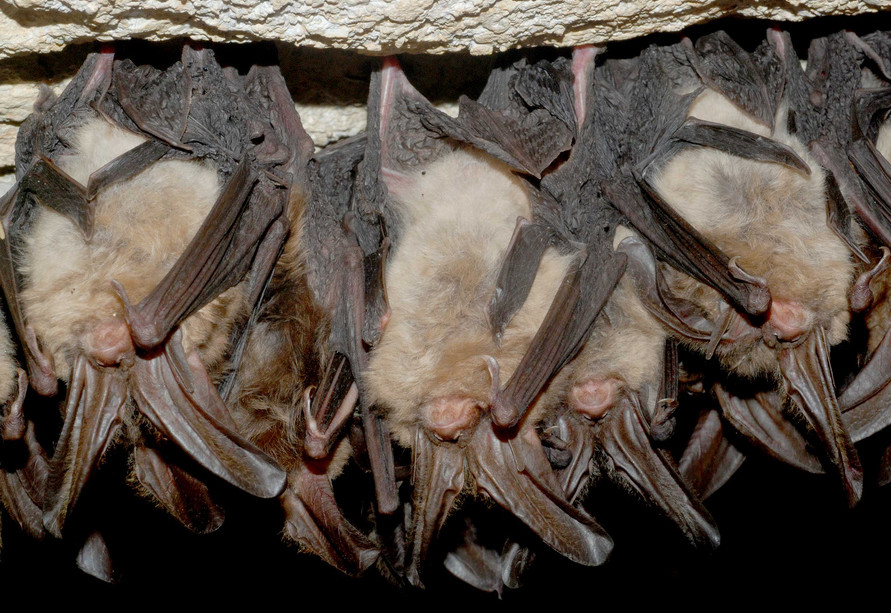 Virginia Big-eared Bats