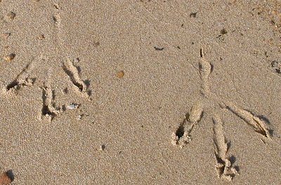 bird footprints (Hog Island WMA)