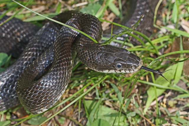 black rat snake at Merrimac Farm Wildlife Management Area (Prince William County)