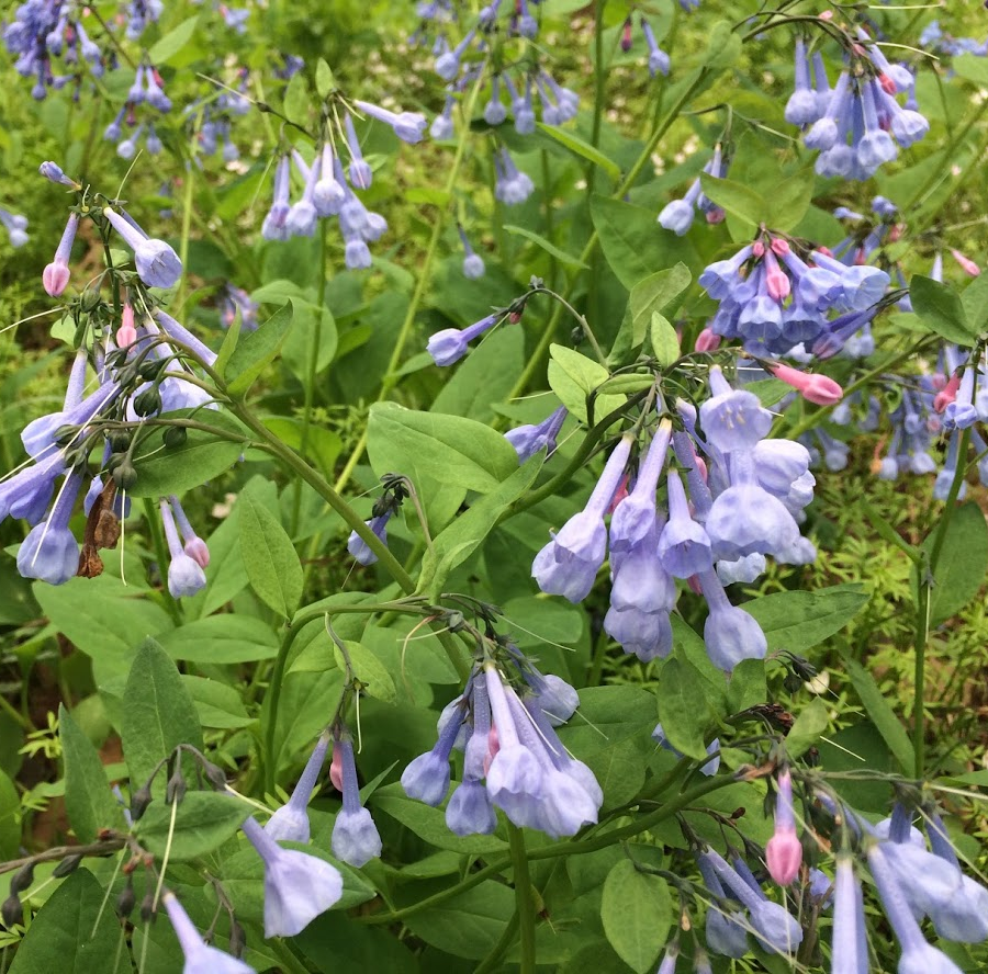 bluebell flowers near Cedar Run at Merrimac Farm Wildlife Management Area