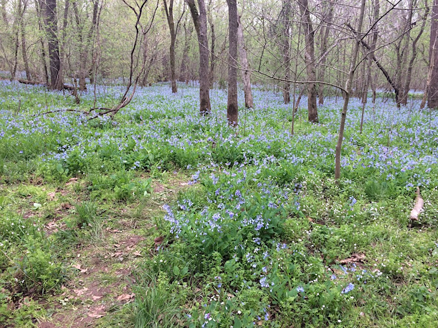 bluebells are spring ephemerals, flowering before trees leaf out and shade the forest floor