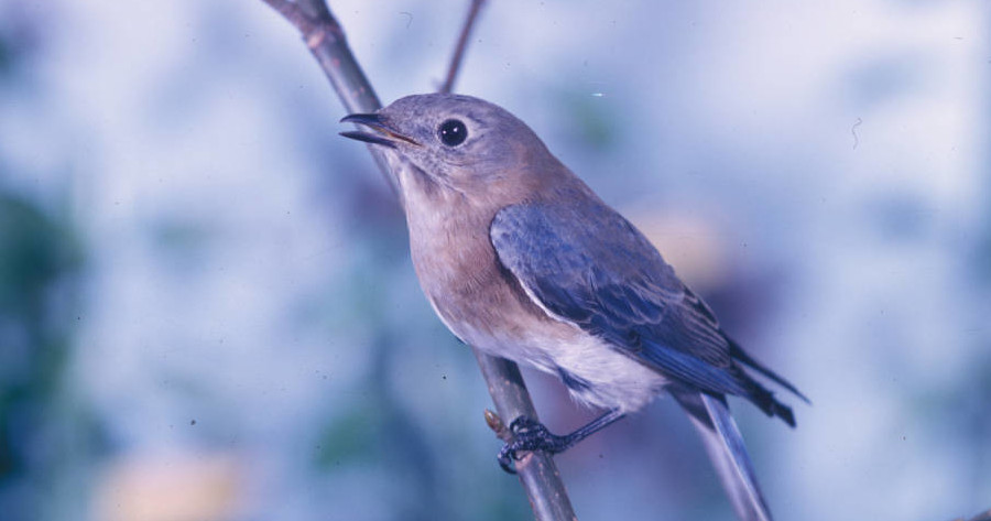 Eastern Bluebirds depend upon artificial nest boxes to reproduce in Virginia