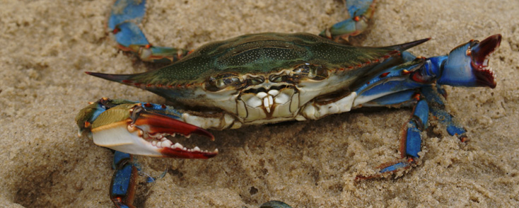 blue crabs are an iconic symbol of the Chesapeake Bay