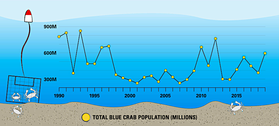 the total number of blue crabs has not recovered to the levels in the 1990's