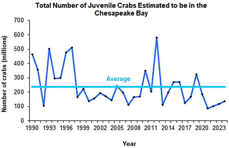 2024 data showed the population of juvenile crabs had been below average for five consecutive years