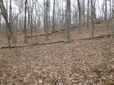 oak forest on Bull Run Mountain in Prince William County, where American Chestnut Foundation planted new chestnut seedlings in 2011-12 to test ability to survive deer, rodents, and storms (before resistant seedlings are re-introduced and exposed to risks)