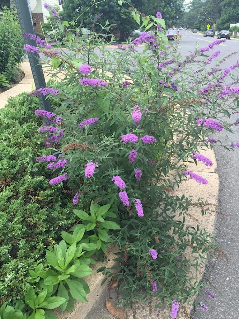 butterfly-bush (Buddleja davidii) was added to the Virginia Invasive Plant Species List in October, 2024