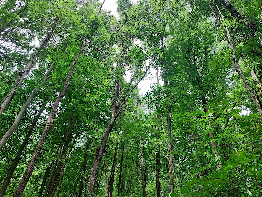 after nearly a century without logging, the forest canopy at Fraser Preserve in Fairfax County has only occasional gaps allowing sunlight to reach the ground directly