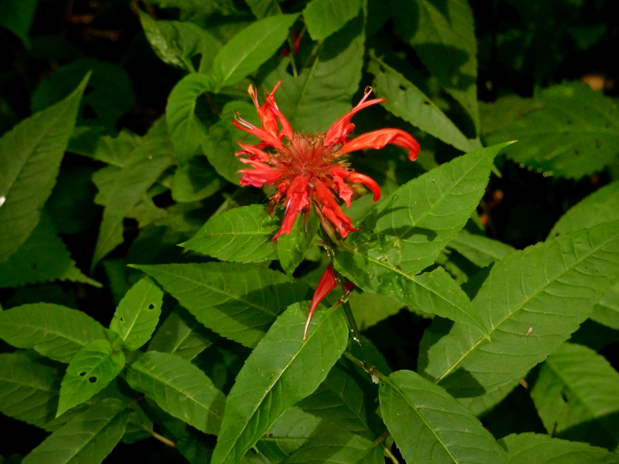 look in wetlands for cardinal flowers, which bloom in August/September and are a clear sign that Summer is ending