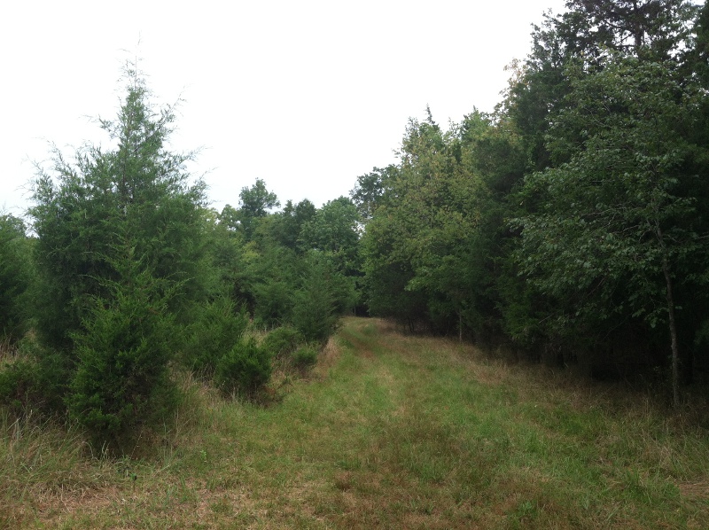 cedars on left, transforming an old field into a young forest