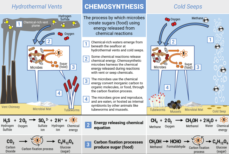 Virginia's most unique form of life may be chemosynthetic archea/bacteria still living at depth in bedrock or offshore next to methane vents on the Atlantic Ocean bottom