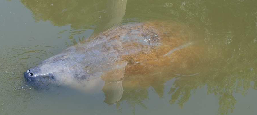 since Chessie was spotted in 1994, sightings of manatees in the Chesapeake Bay and its tributaries when the waters are warm have become a common experience