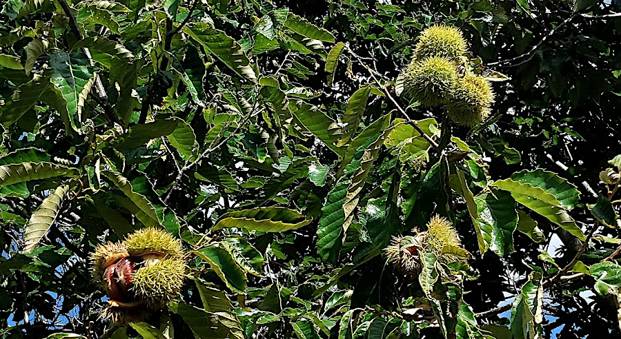 both American and Chinese chestnuts typically have 1-3 nuts in each bur