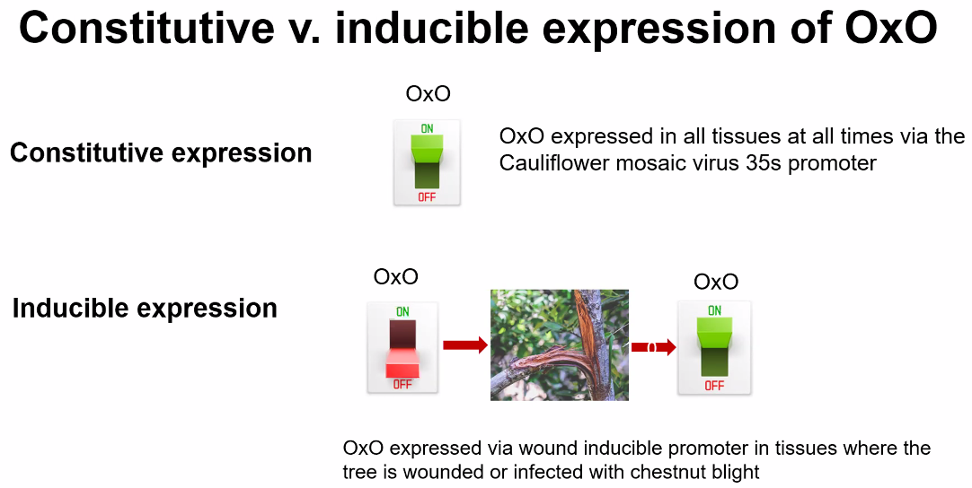 the 35s promoter caused the OxO gene to always be expressed (turned on), while a different promoter might induce expression only in tissue exposed to the blight