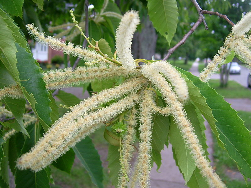 monoecious chestnuts are self-incompatible; female flowers at base on long catkins must be pollinated from other trees