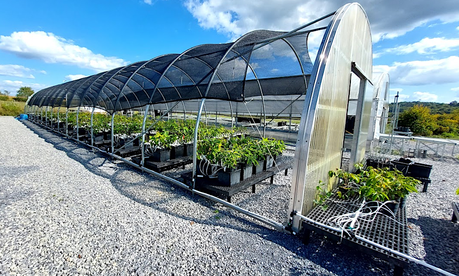 greenhouses at the Meadowview Research Farms