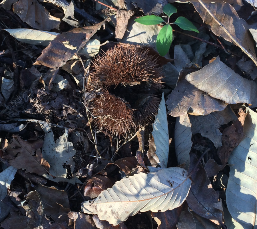 chestnuts at the Lesesne State Forest produce seeds, but no seedlings grow in the understory