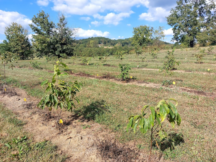 most chestnut hybrids planted at the Meadowview Research Farms die from the blight